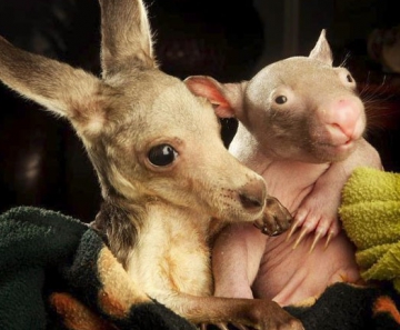 Filhotes de canguru e wombat viraram 'grandes amigos'. 
