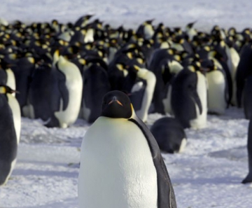 Pinguim-imperador 
