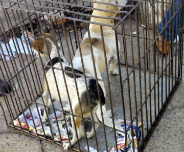 Polícia Ambiental recolheu duas cadelas e um filhote abandonados em casa por família 
