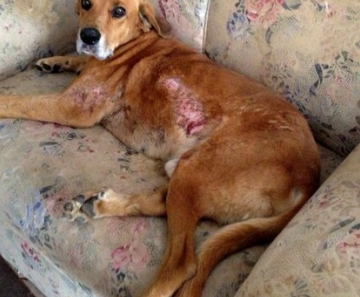 Cão Valente se recupera lentamente de queimaduras após agressão