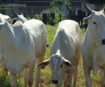 Criação de bovinos deve responder pela maior parte do VBP de MS, 29,31%, o equivalente a R$ 6,473 bi 