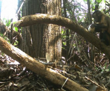 Macaco-prego predando ovos de jacarés na Reserva Mamirauá