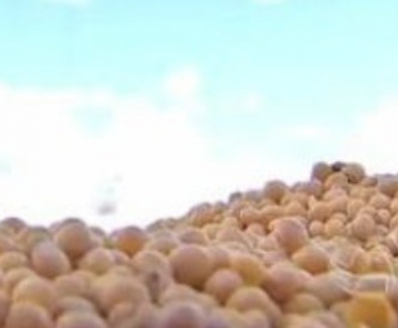 Mato Grosso do Sul colheu 6,1 milhões de toneladas de soja na safra 2013/2014