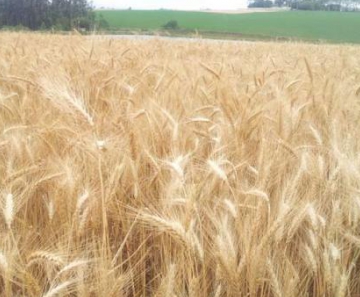 A produtividade do trigo cresce 12,4%, mas a disputa com fontes externas do grão fazem cair os preços
