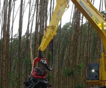 Área plantada com eucalipto chegou a 690 mil hectares em 2013 