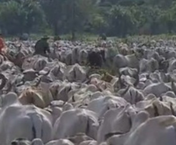 Criação de gado no Pantanal de Mato Grosso do Sul 