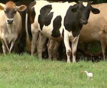 Mato Grosso é o nono maior produtor de leite do país 