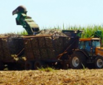 Moagem de cana em Mato Grosso do Sul