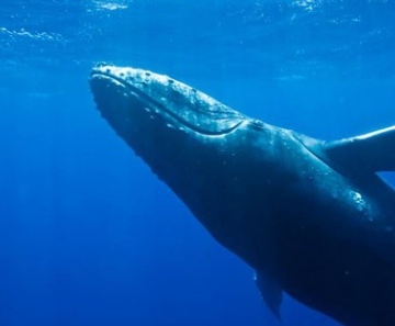Exemplar de baleia-jubarte registrado no litoral do Brasil