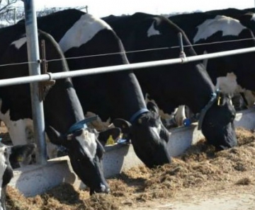 Pecuária leiteira na Argentina garante alimento aos animais durante o período de seca