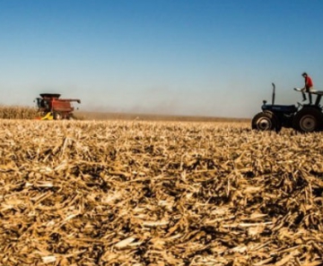 Mato Grosso do Sul concluiu colheita de safrinha recorde de milho 