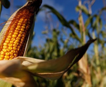 Produção de milho da Índia de verão pode cair mais de 15% este ano, devido ao tempo seco 