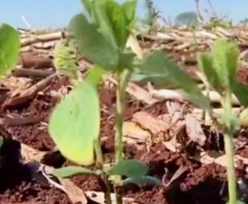 Plantio da nova safra de soja já foi iniciado em Mato Grosso do Slu 