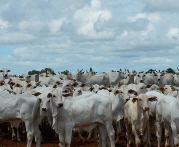 Rebanho bovino de MS encolheu em 2014, mas ainda é o quarto maior do país, segundo o IBGE 