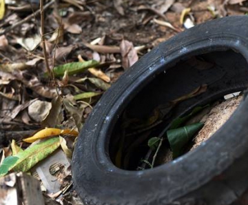População deve manter o quintal limpo e livre de objetos que acumulam água, como pneus, vasilhames, lixo, entre outros