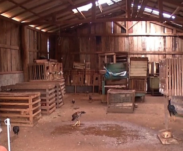 Animais foram encontrados pelos fiscais dentro de um barracão 