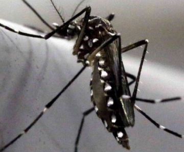 Mosquito Aedes aegypti transmite os vírus da dengue e da zika 