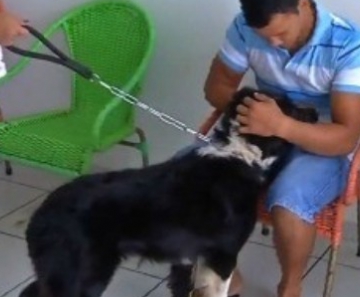 Animal está internado em clínica veterinária de Rondonópolis