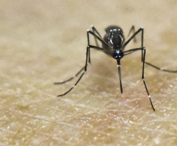 Aedes aegypti, mosquito transmissor de zika, dengue, chikungunya e febre amarela, é visto sobre pele humana em laboratório 