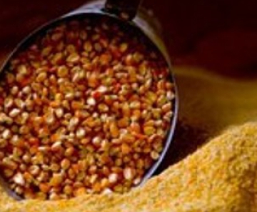Cerca de 24 mil t de milho são vendidas em leilões