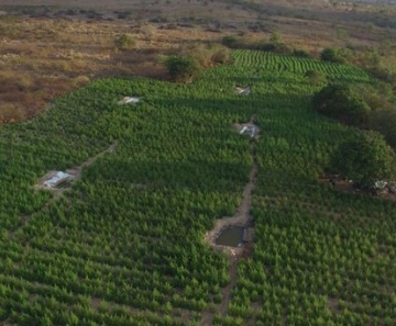 Área verde mostra plantio de maconha com sistema de irrigação foi erradicado pela Polícia Federal em Pedra
