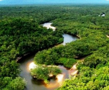 Pesquisadores descobrem 40 novas espécies na Amazônia