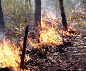 Incêndio no Parque Nacional do Xingu