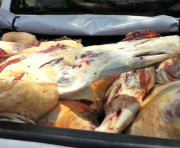 Mais de 1,3 tonelada de carne bovina foi apreendida em abatedouro clandestino 