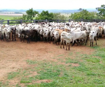 Segundo a polícia, 350 cabeças de gado foram recuperadas