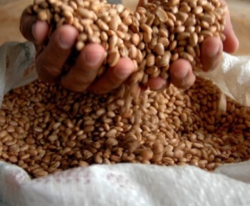 Produtores rurais no Piauí receberão sementes da Conab