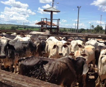 Operação da Polícia Civil desarticula quadrilha e recupera 292 cabeças de gado nelore 