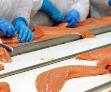 Peixes gordurosos como salmão e atum são algumas das fontes de vitamina D 