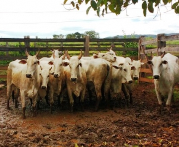 Polícia Civil recupera 11 vacas furtadas de fazenda em Barra do Garças 