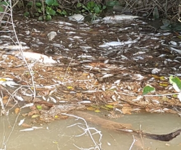 Morador denuncia morte de peixes em afluente do Rio Teles Pires em Sinop. - Foto: Reprodução