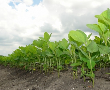 A AgRural estima que o Brasil plantará soja em 36,4 milhões de hectares, aumento de 1,5% sobre a safra passada. - Foto: Pixabay
