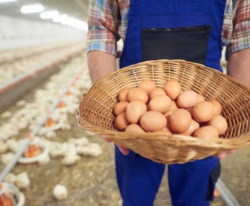 A produção brasileira de ovos de galinha atingiu novo recorde. - Foto: Divulgação