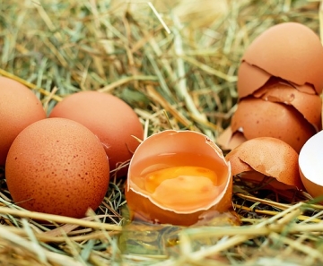 A produção de ovos bateu mais um recorde e chegou a 964,89 milhões de dúzias no terceiro trimestre de 2019 - Foto: Pixabay