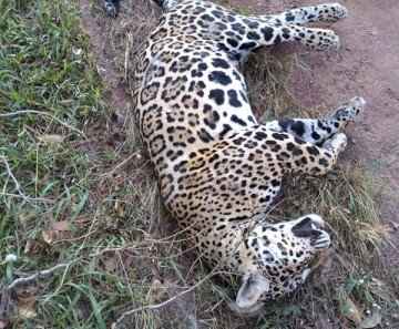 Animal foi encontrado morto às margens da MT-242 (Foto: Wagner Lisboa/Arquivo Pessoal)