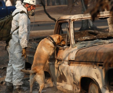 Cão de busca e resgate procura por restos mortais em Paradise, Califórnia — Foto: John Locher / AP Photo