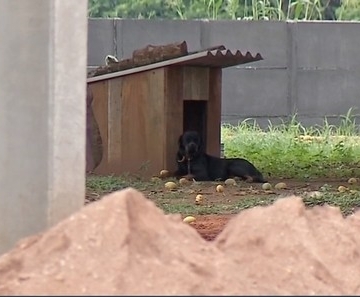 Cão será monitorado após ataque e morte de criança de 1 ano em Cláudia (MT); ele poderá ser doado — Foto: TV Centro América/Reprodução
