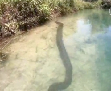 Casal filma sucuri de 7 metros ao descer de boia cross em rio de águas cristalinas em Bonito, MS