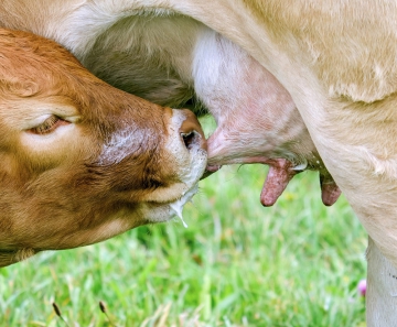 Outros mamíferos, a lactase não está presente em adultos - as vacas adultas não têm lactase ativa, nem cães ou gatos, por exemplo
