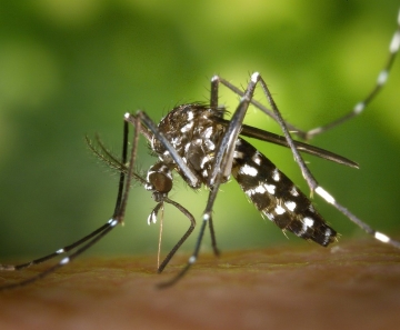 Em um ano, incidência da dengue no país aumenta 600%. - Foto: Divulgação