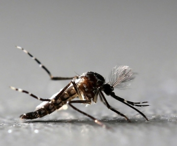 Em dois meses, três pessoas morreram com suspeita de dengue em Sinop 