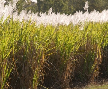 Etanol brasileiro é feito majoritariamente a partir da cana de açúcar — Foto: BBC