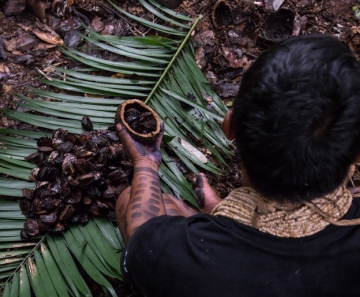 Índios tem extração de castanha como fonte de subsistência — Foto: Projeto Pacto das Águas
