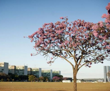 Ipês-roxos colorem as ruas de Brasília/Marcello Casal Jr./Agência Brasil