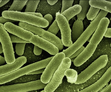 Nossos intestinos contêm cerca de 100 trilhões de micróbios, coletivamente conhecidos como flora intestinal