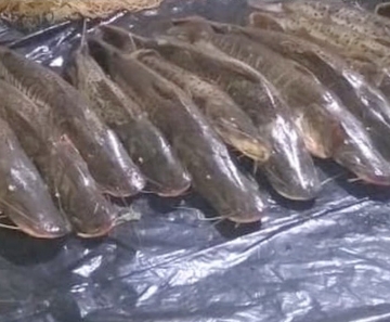 Mais de 400 quilos de pescado são apreendidos em MT