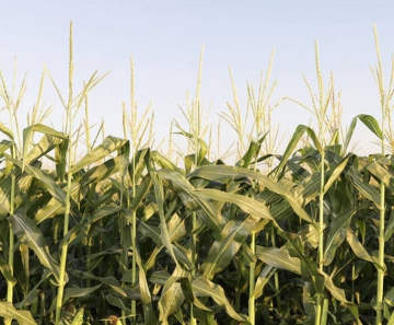 Safra de milho em 2018/19 deve crescer 16,5% na comparação com o ciclo passado, a 94 milhões de toneladas